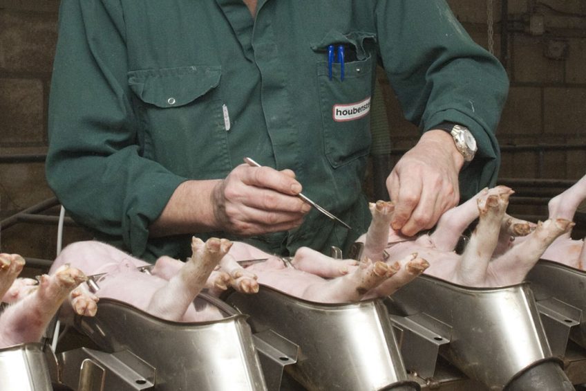 Piglets are all prepared for a quick castration procedure. - Photo: Bart Nijs