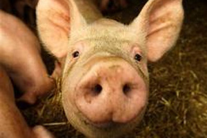 Performance monitoring to help pig producers grow