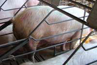 Roundy's works to eliminate gestation crate housing