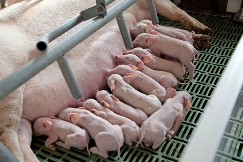 The nutritional benefit of a quality source of colostrum cannot be underestimated. <em>Photo: Jan Willem Schouten</em>
