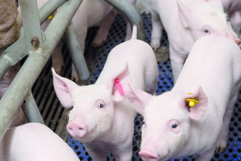 The Canadian Food Inspection Agency is in the process of easing some regulatory restrictions on feed ingredients. - Photo: Bart Nijs