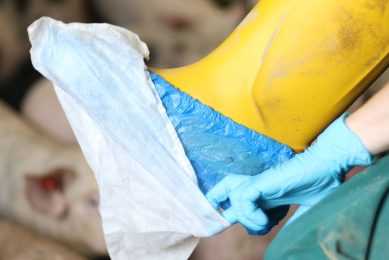 Sock sampling method   the start of on-farm bacteriology-based Salmonella monitoring. Photo: Royal GD