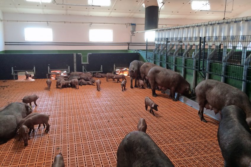 Impression of the farm in Pozoblanco, Spain, where group lactation is being applied. Photo: Edgar Garcia Manzanilla