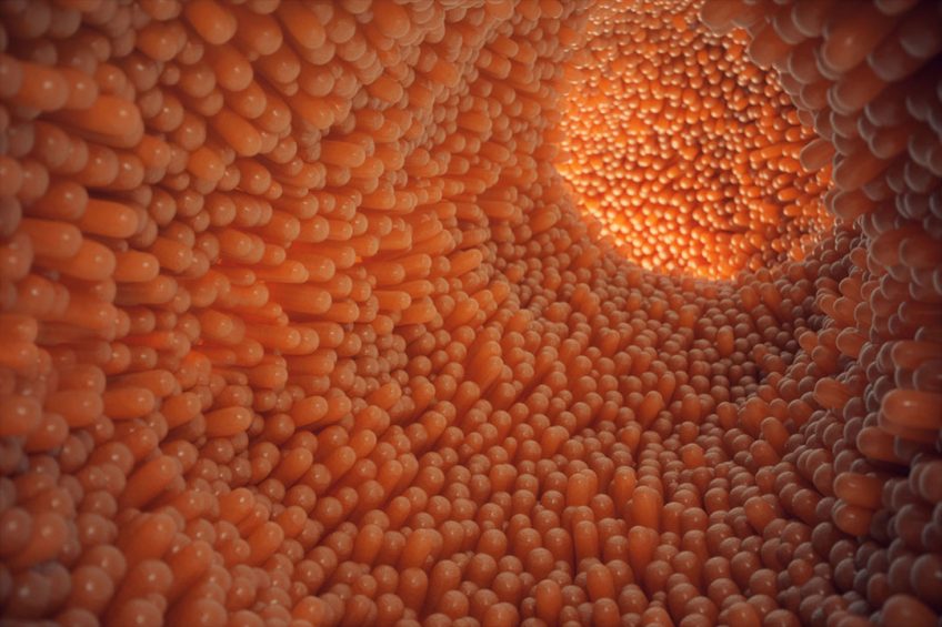 Artist's impression of a healthy intestinal tract with many villi. Illustration: Shutterstock