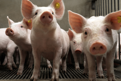 Feed technology to improve feed intake