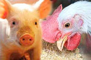 Rabobank: How to navigate China's animal protein market