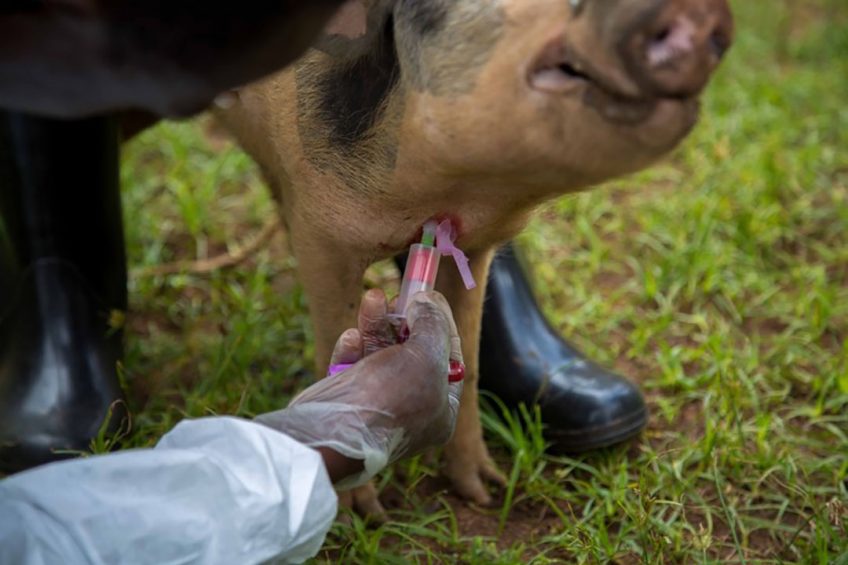 Rapid ASF field diagnosis put to the test in Uganda. Photo: Tetracore