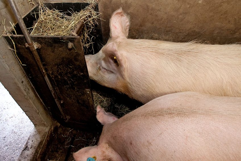 In Europe enrichment of all kinds of sorts is already applied in Europe, like providing straw. Photo: Ronald Hissink