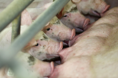 'Dutch pork producers should focus on Western Europe'