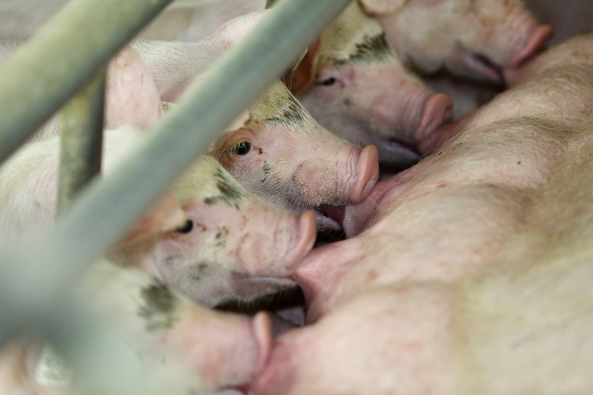 'Dutch pork producers should focus on Western Europe'