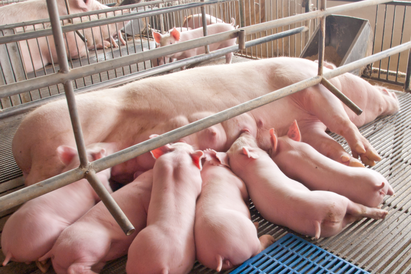 Focus on fatty acids for growers and finishers