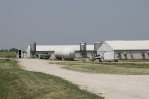 Iowan hog farm's move to Bayfield meets opposition