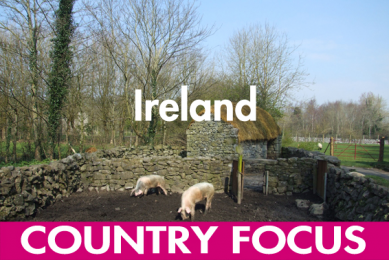 Ireland's pig sector   succeeding against all odds