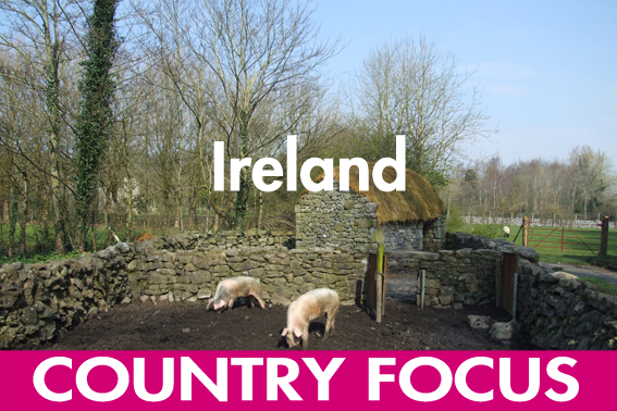 Ireland's pig sector   succeeding against all odds