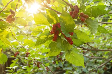 Mulberry trees are fast-growing deciduous plants widely cultivated in many parts of the world. - Photo: Alongkorn Tengsamut/ Pixabay