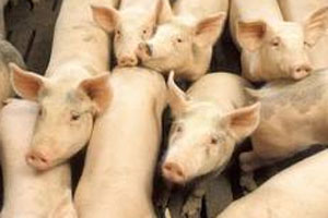 New ASF outbreak in Stavropol region, Russia