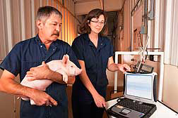 Study: Gene defect linked to pig stress disorder
