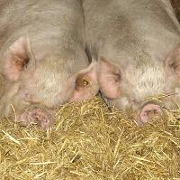 Romanian pigmeat industry suffering