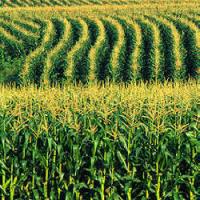 Pork producers relieved by corn improvement