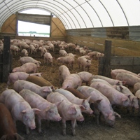 US: EPA CAFO rule to have big impact