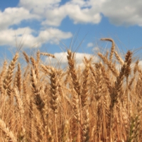 Aussie pork producers fight ethanol mandate