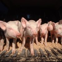 Great Britain’s pig herd is growing