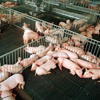 Trees have to keep pig odours away