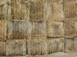 More awareness of mycotoxins – Part 3. Knowledge is power: Understanding the mycotoxin landscape in animal feed