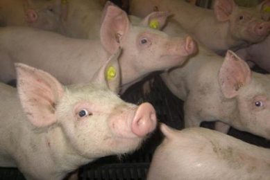 More awareness of mycotoxins – Part 4. Mycotoxins: Major enemy of the immune system