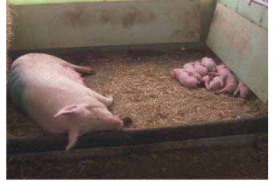 Pig welfare: A contentious issue for Australia’s farmers