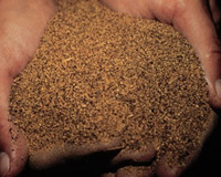 Research: Glycerol and canola meal in weaned pigs
