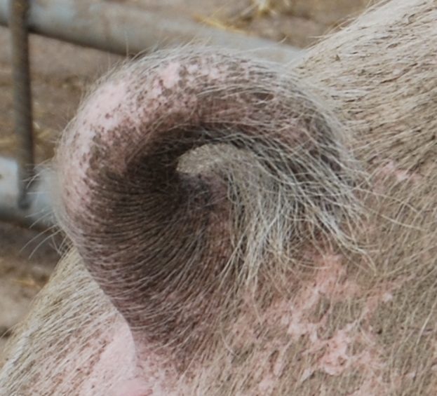 Armenia also hit by African Swine Fever