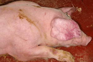 Keeping UK disease free is top priority