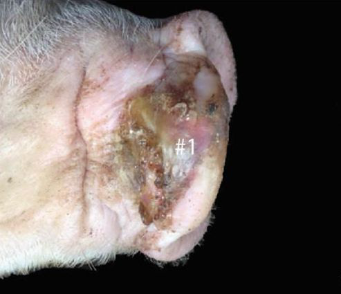 Midwest struck by Seneca Valley virus