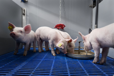 Supplementing Milkiwean diets next to the sow s milk increases within-batch homogeneity at weaning. Photo: Trouw Nutrition