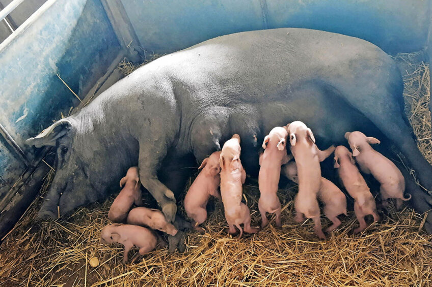 Succesfully implementing free farrowing requires more than just removing the crate. - Photo: Dr Irene Camerlink