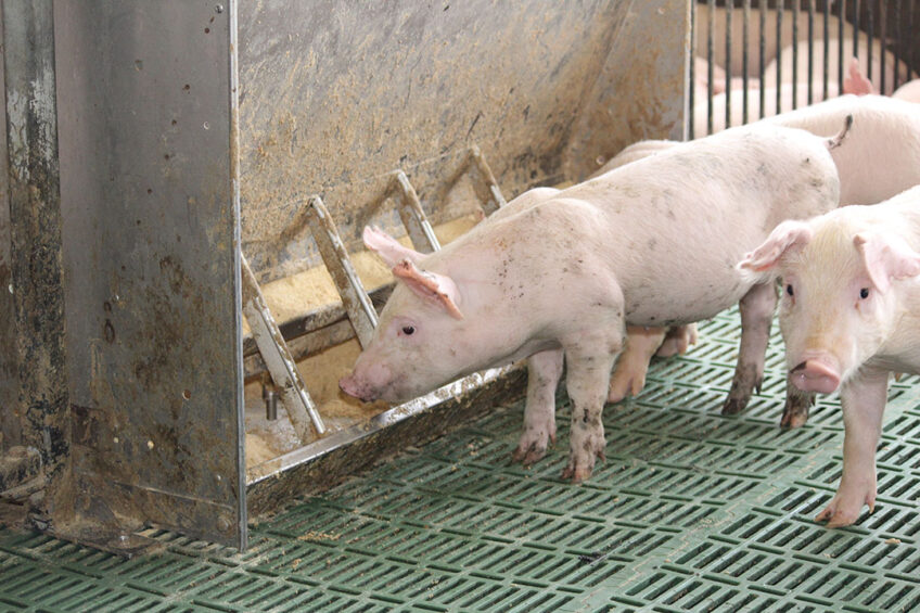 A weaner pig looking for a meal at a farm in Mindanao. -Photo: Vincent ter Beek