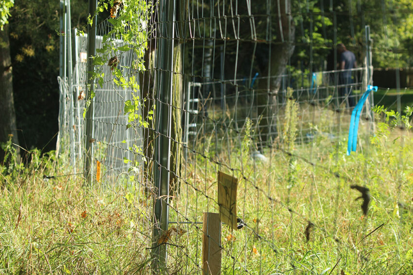 Fences in Germany to make entering as difficult as possible for wild boar migrating from Poland. Photo: Kees van Dooren & Vincent ter Beek
