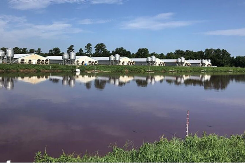 Swine waste lagoon. - Photo Mahmoud Sharara