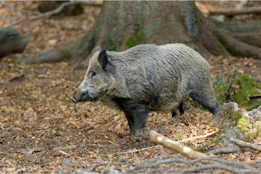 If the ASF virus in Italy follows the pattern of other outbreaks elsewhere in Europe, it is likely that more positive wild boar will be found around Rome in the coming days. - Photo: Canva