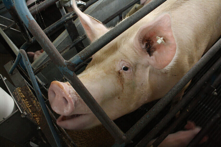 A sow in a farrowing crate in a US breeding farm. Photo: Vincent ter Beek