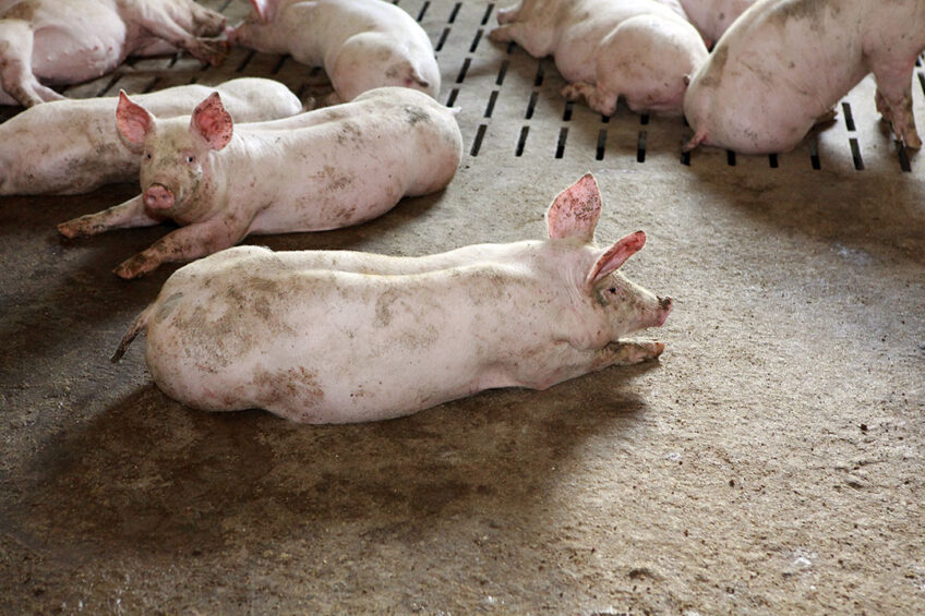 The introduction of a new fattening unit allowed the company to increase the number of pigs. Photo: Henk Riswick