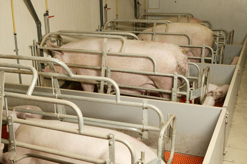 A ban on faowing pens has a major impact on pig farming. Photo: Henk Riswick