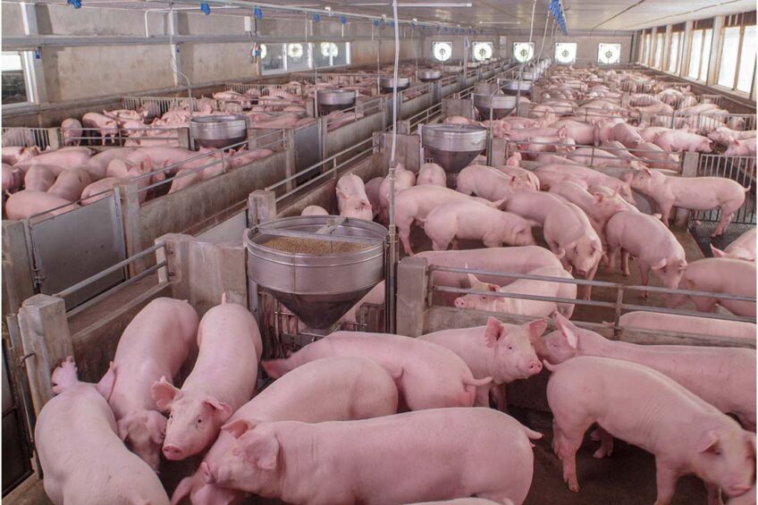 Russian pig producers