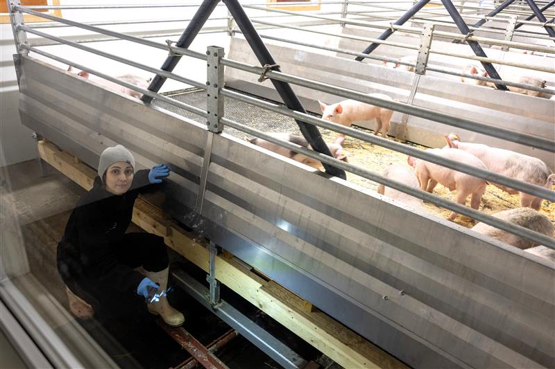 Farm visit Sweden: Clean pig pens, no manual labour required
