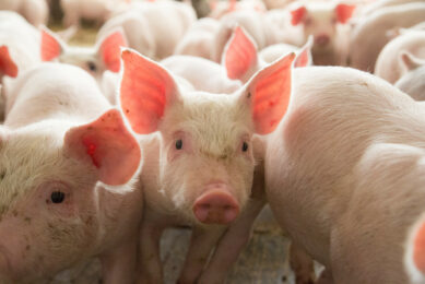Trace minerals play an irreplaceable role in animal metabolism. Photo: Alltech