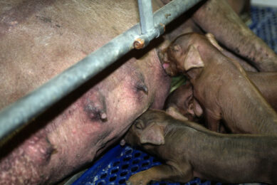 fish oil piglets