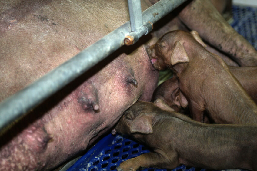 fish oil piglets