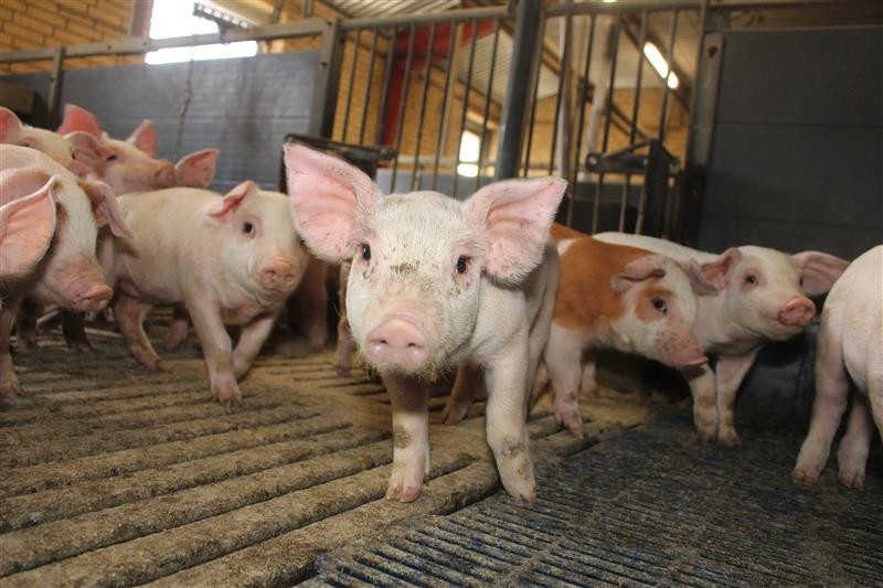 Weaned pigs at a farm in Denmark. Photo: Vincent ter Beek