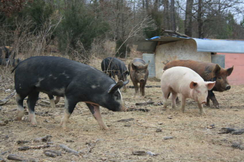 Outdoor pigs on a small-scale farm in Georgia, USA. Photo: Vincent ter Beek